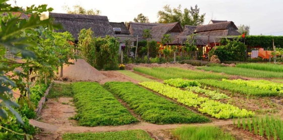 Giorno 26: Biciclettata al Villaggio di Tra Que - Tour della città di Hoi An (B, L)