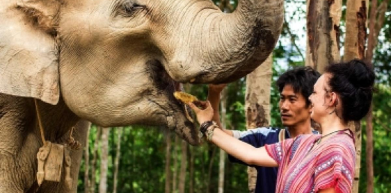 Giorno 6: Città di Chiang Rai - Cavalcata a dorso di elefante (B)